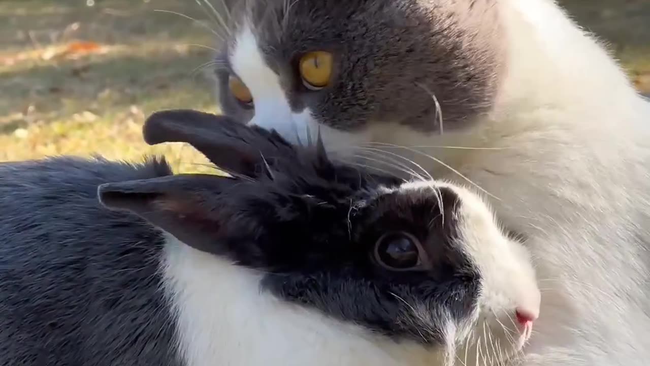 Prepare to be Amazed: The Ultimate Cat Video Experience!