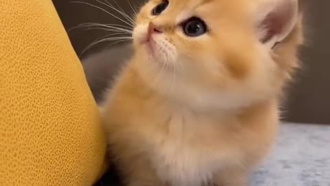 Cute cats