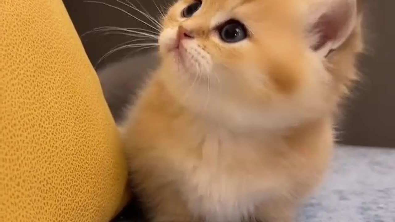 Cute cats
