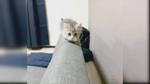 Cute Cat Walk