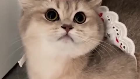 Cute cat