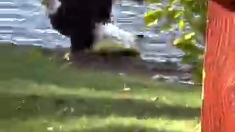 Bald Eagle Catches Huge Carp