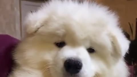 The fat, shaggy dog
