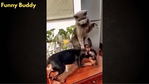 2022 Best funny animals/pets compilations