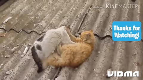 Cat and dog fighting