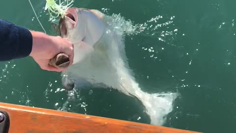 Just For The Halibut