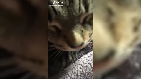 How to Achieve Your Animals Are Funny Goals in 2023