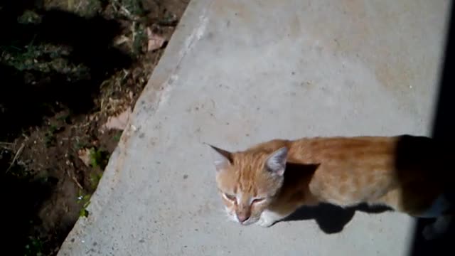 Cats meowing on an Autumn day