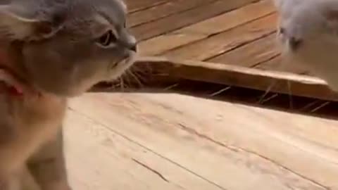 Cat funny video 😂