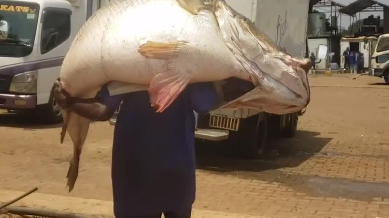 Lucky person caught a huge fish