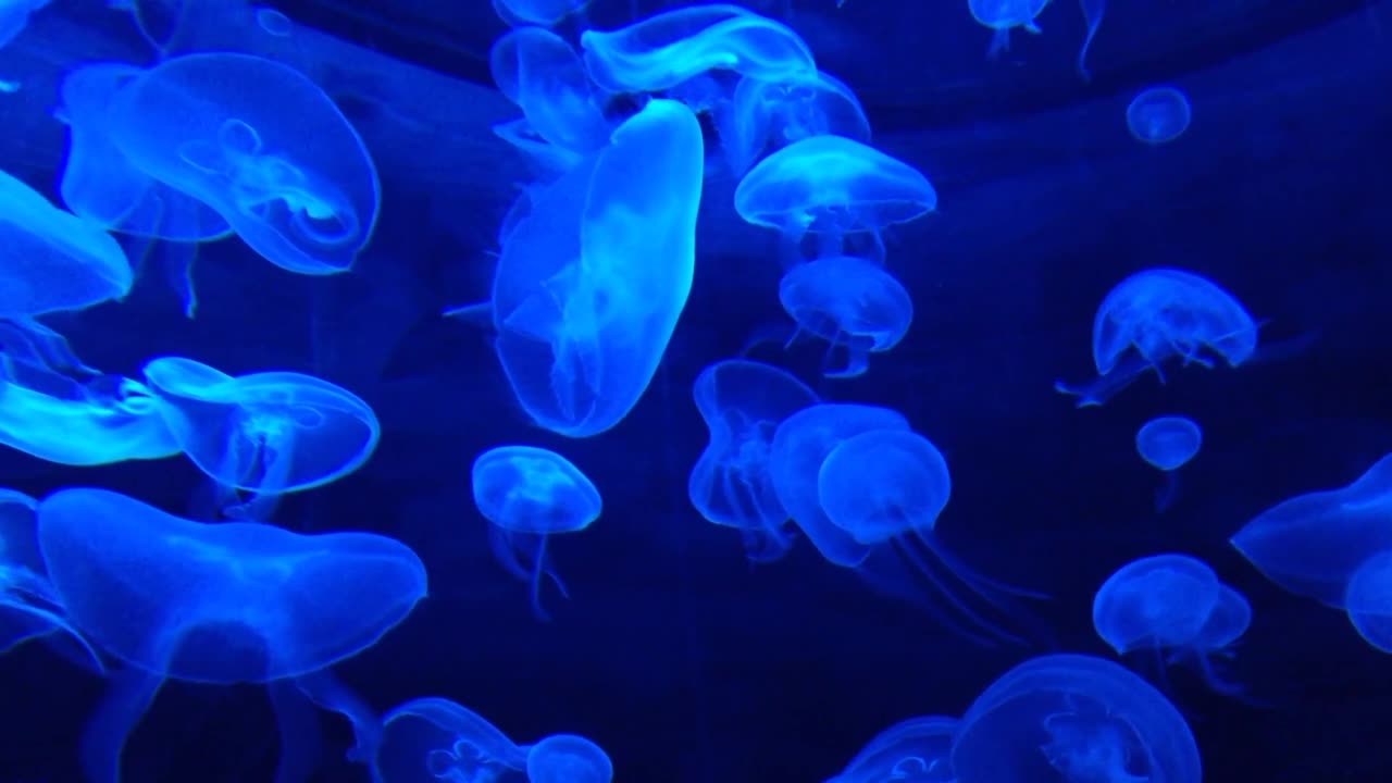 Deep Water Relaxing Soundss