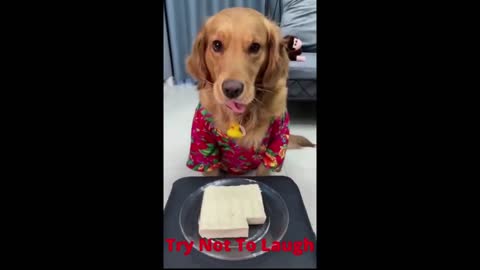 Top Funny and Cute Dog TikTok Videos!! Dogs are very funny and our best friends