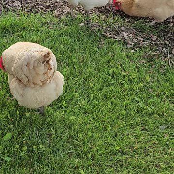 OMC! Sorry I messed up this great footage of Whitey and friends bug hunting! #whitey #bugs #shorts