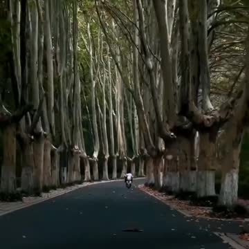 "The Long Drive: A Journey Through a Bamboo-lined Road"