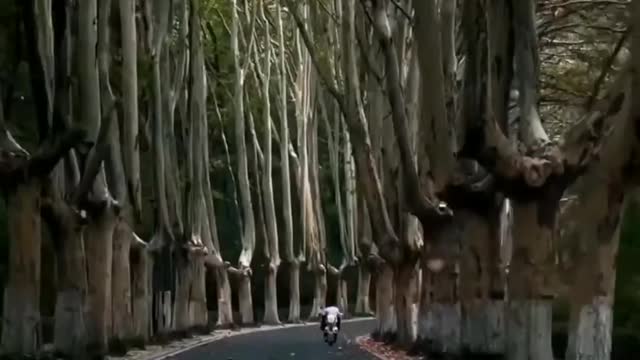 "The Long Drive: A Journey Through a Bamboo-lined Road"