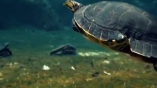 Underwater Footage using Fuji XP camera