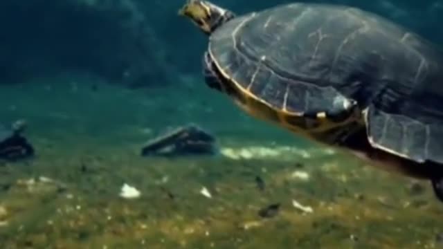 Underwater Footage using Fuji XP camera