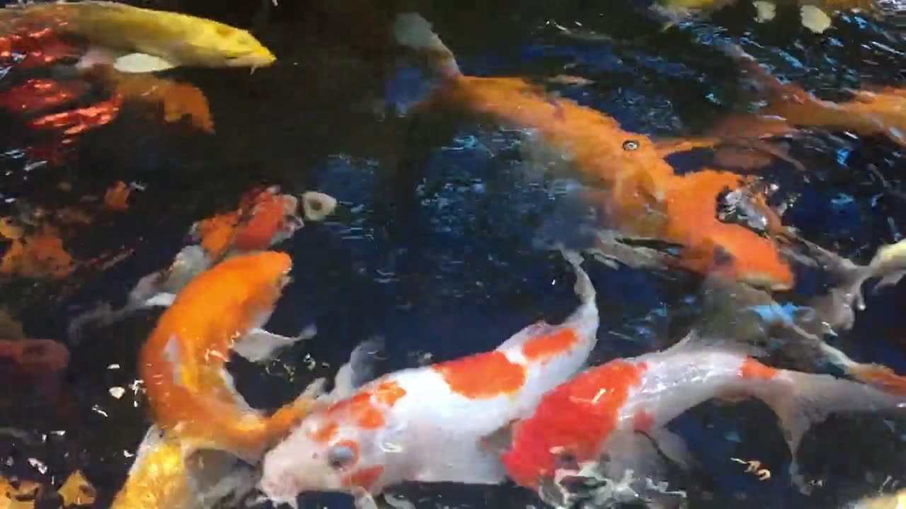 Colorful Koi Farm