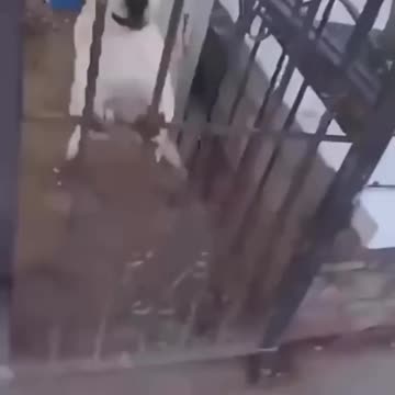 Funny dogs clips To watch