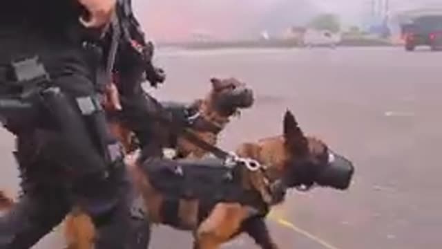 Nsg dog training