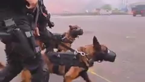 Nsg dog training