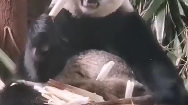 panda