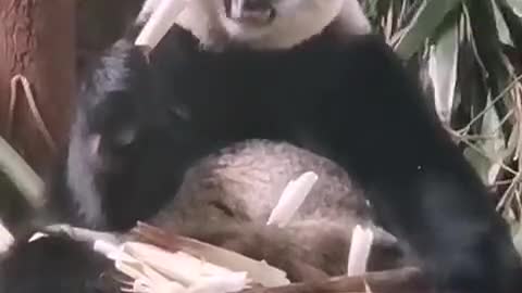 panda