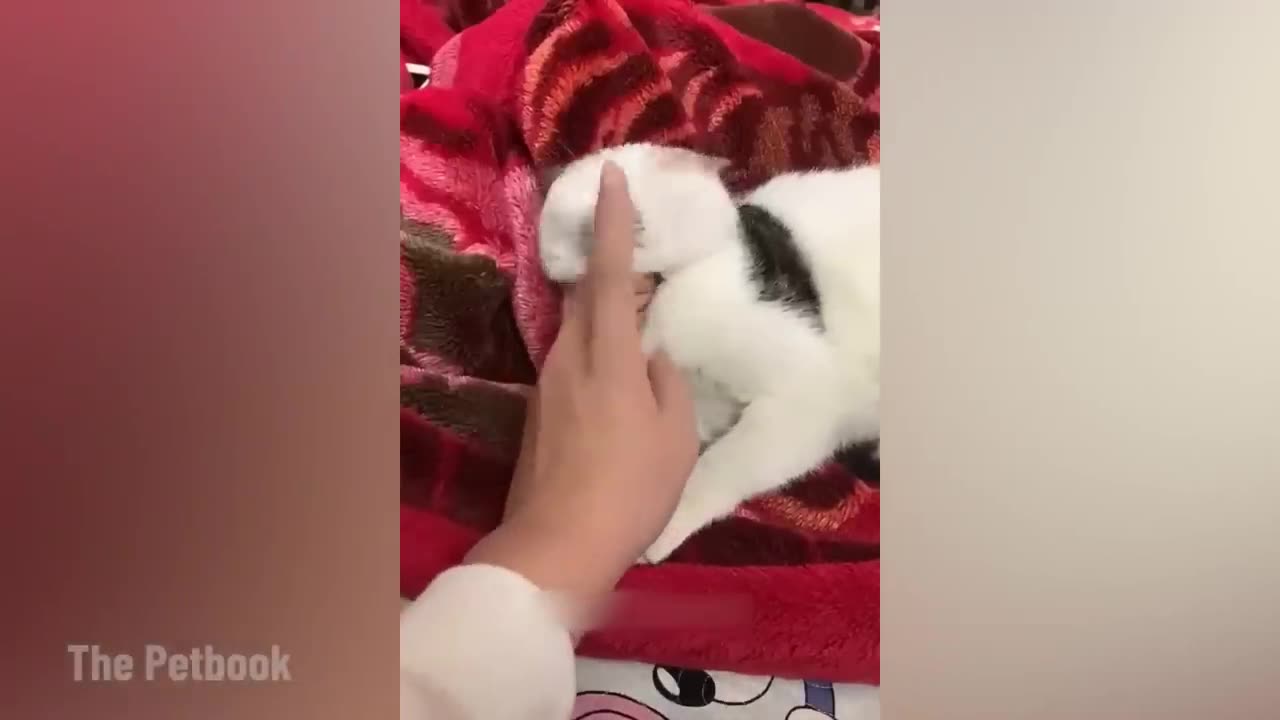 Too much fun with animals 😁😁