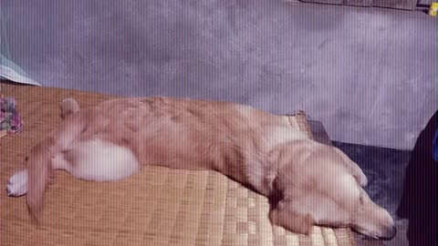 Dog id