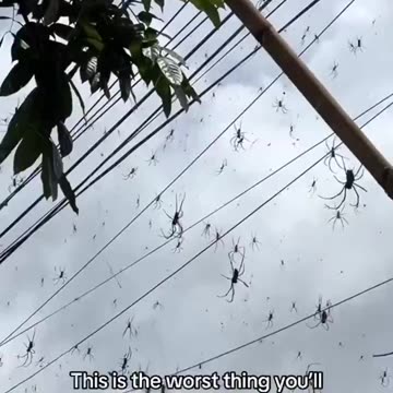 2024.1 バリ島、クモが異常発生する