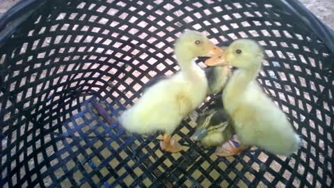 Cute baby ducklings