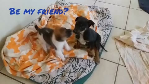 Puppies meet for the first time!