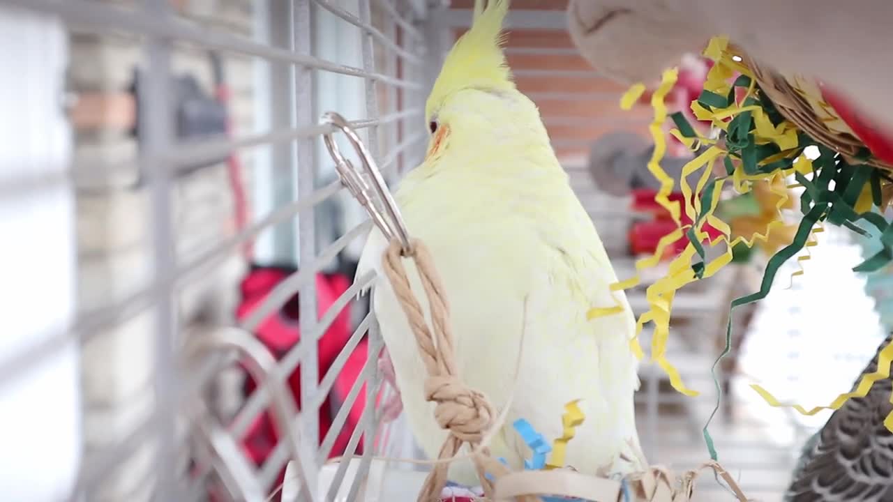 Budgies and cockatiels