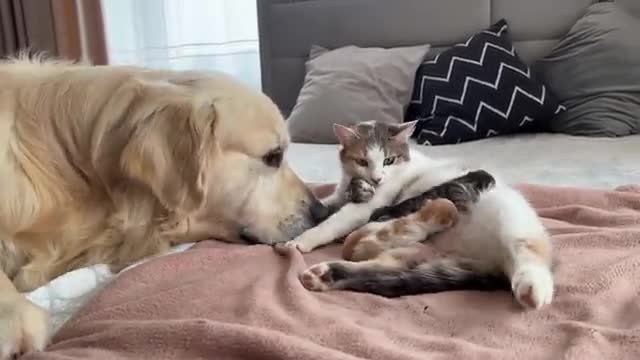 Golden Retriever Meets Mom Cat with Newborn Kittens for the First Time