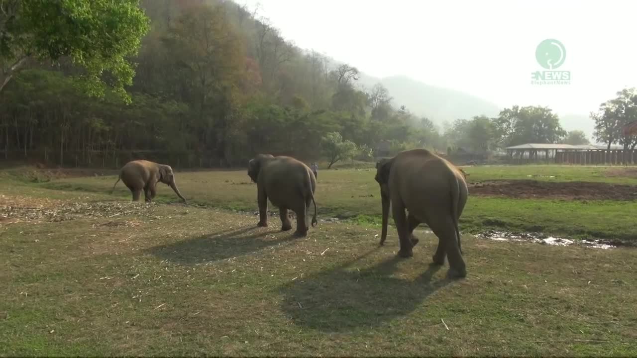 Elephant came to say hello - ElephantNews