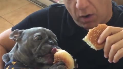 Dogs eating breads