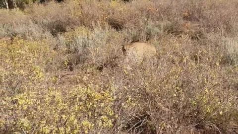 Mountain Lion Stalks Hunter in idaho saved by Glock 27 warning shots