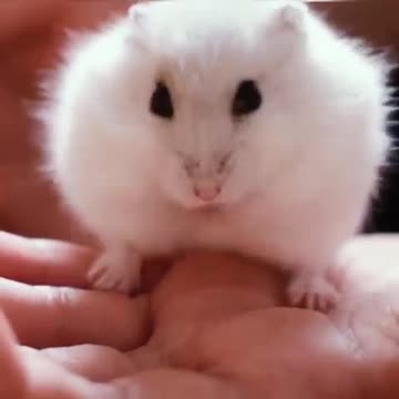 Cute Hamster Funny Video | Cute Animal Funny Videos | Cute White Rat Cleaning His Mouth | #shorts