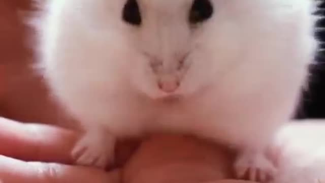 Cute Hamster Funny Video | Cute Animal Funny Videos | Cute White Rat Cleaning His Mouth | #shorts