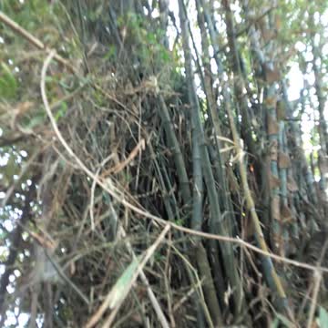 the view of the bamboo tree behind my house