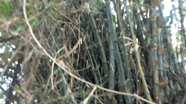 the view of the bamboo tree behind my house