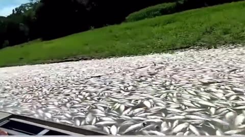 Hundreds of thousands if not millions of dead fish in Lake Coari in Brazil's Amazon jungle.