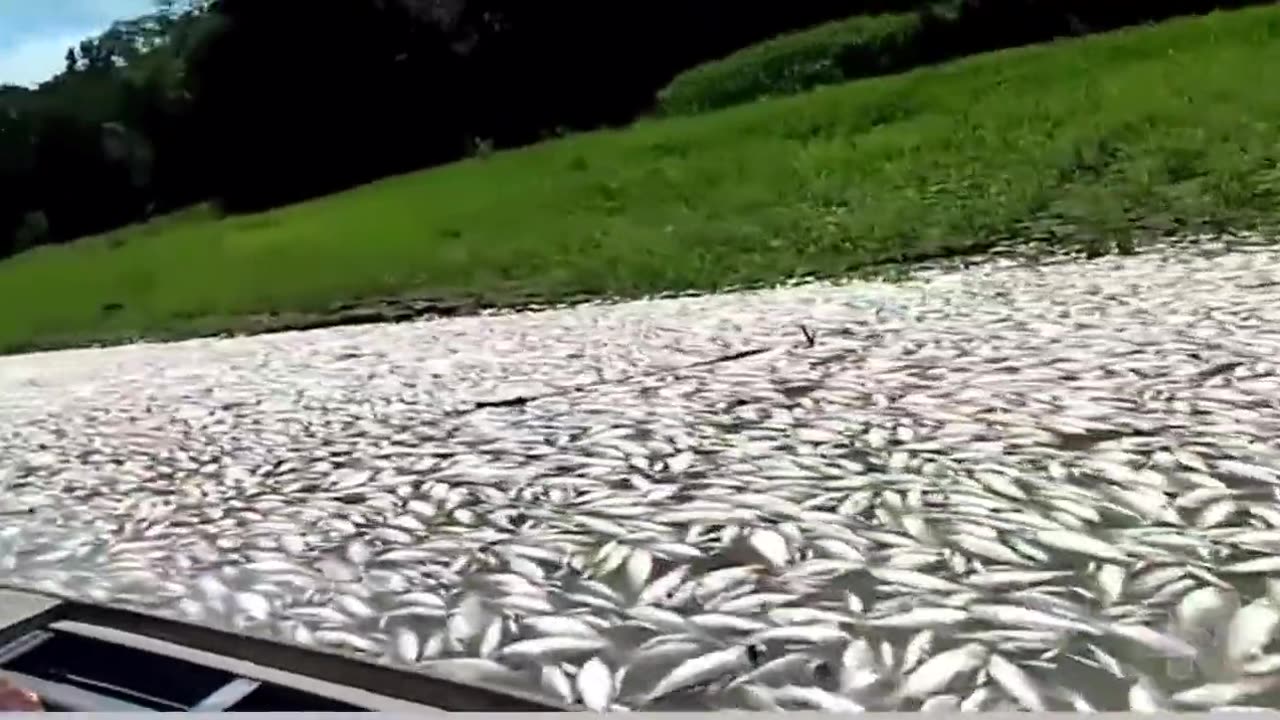 Hundreds of thousands if not millions of dead fish in Lake Coari in Brazil's Amazon jungle.