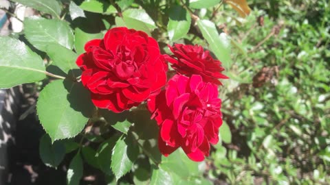 Very red roses