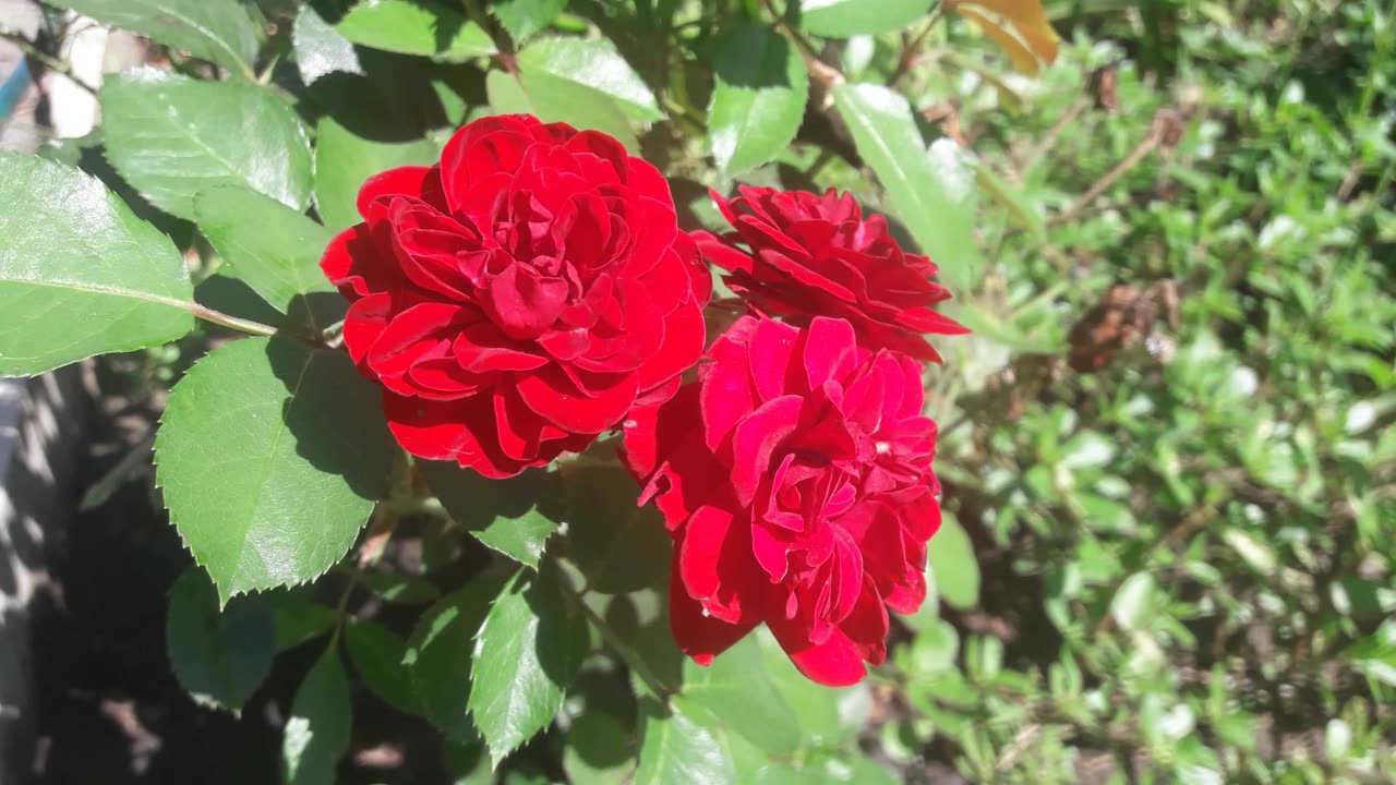 Very red roses