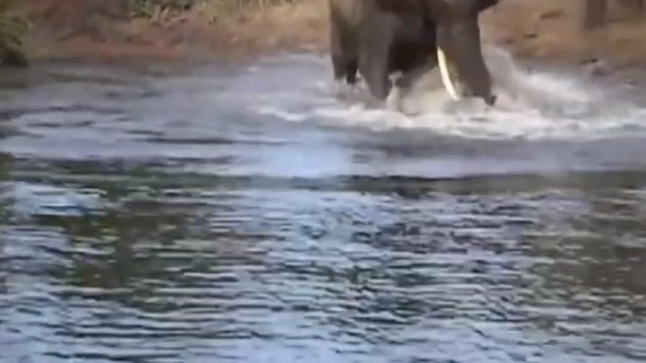 The fight between elephant and crocodile