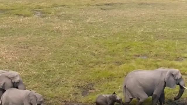 Big Elephants.African animals