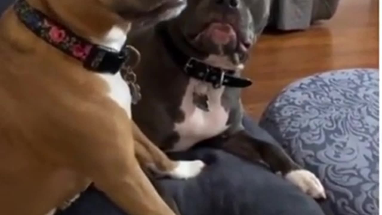 Funny 😂😂 video