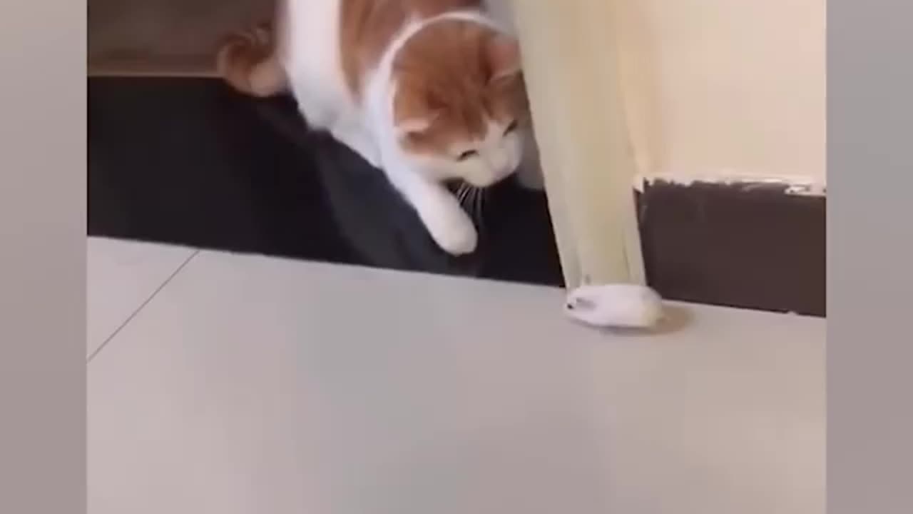 Cat is Scared of Rat