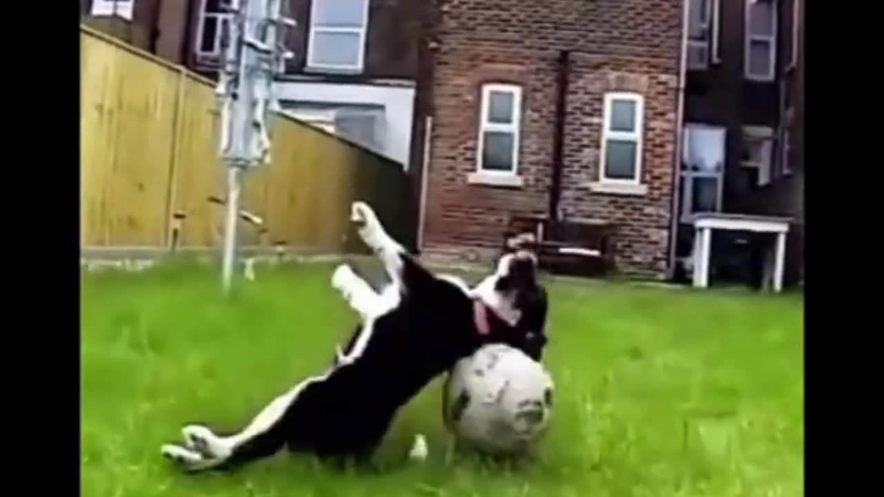 Funny animal videos 2023#shortsvideo